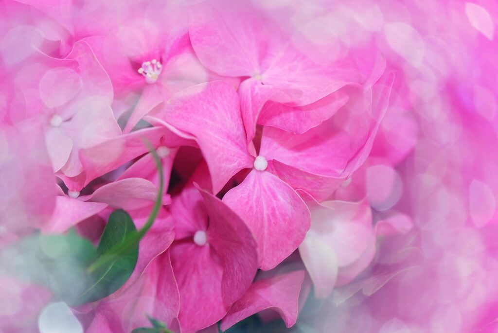 Questions to Ask Before Your Labiaplasty